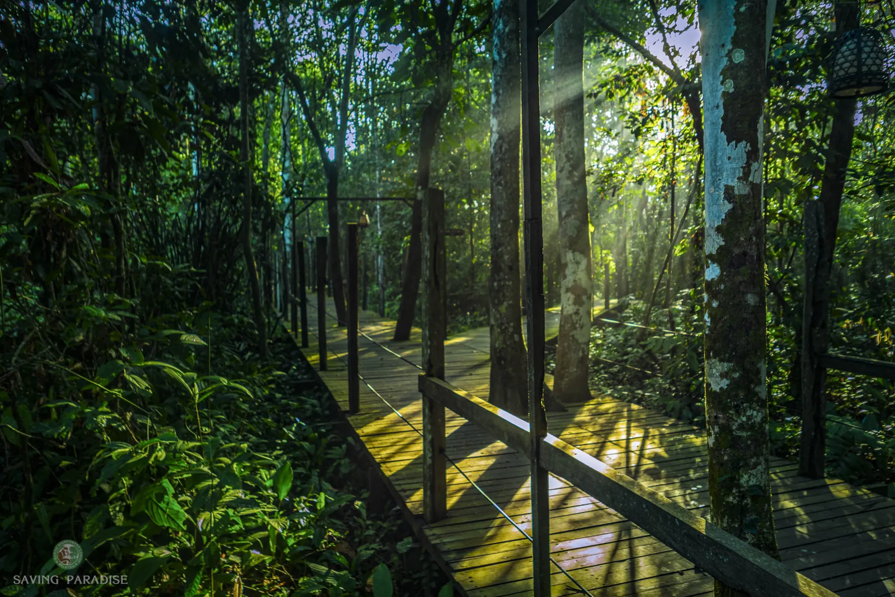 Attenborough Boardwalk