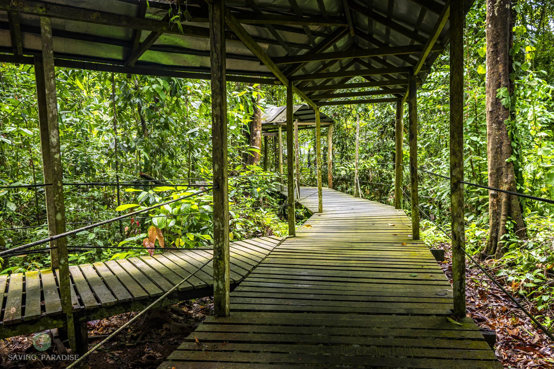 Hornbill boardwalk