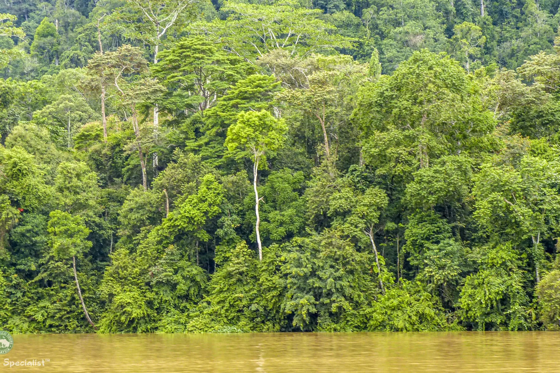 View of the rainforest to journey