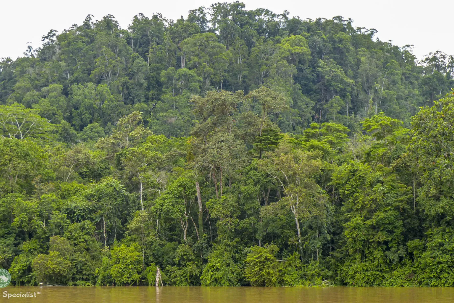 Lowland forest
