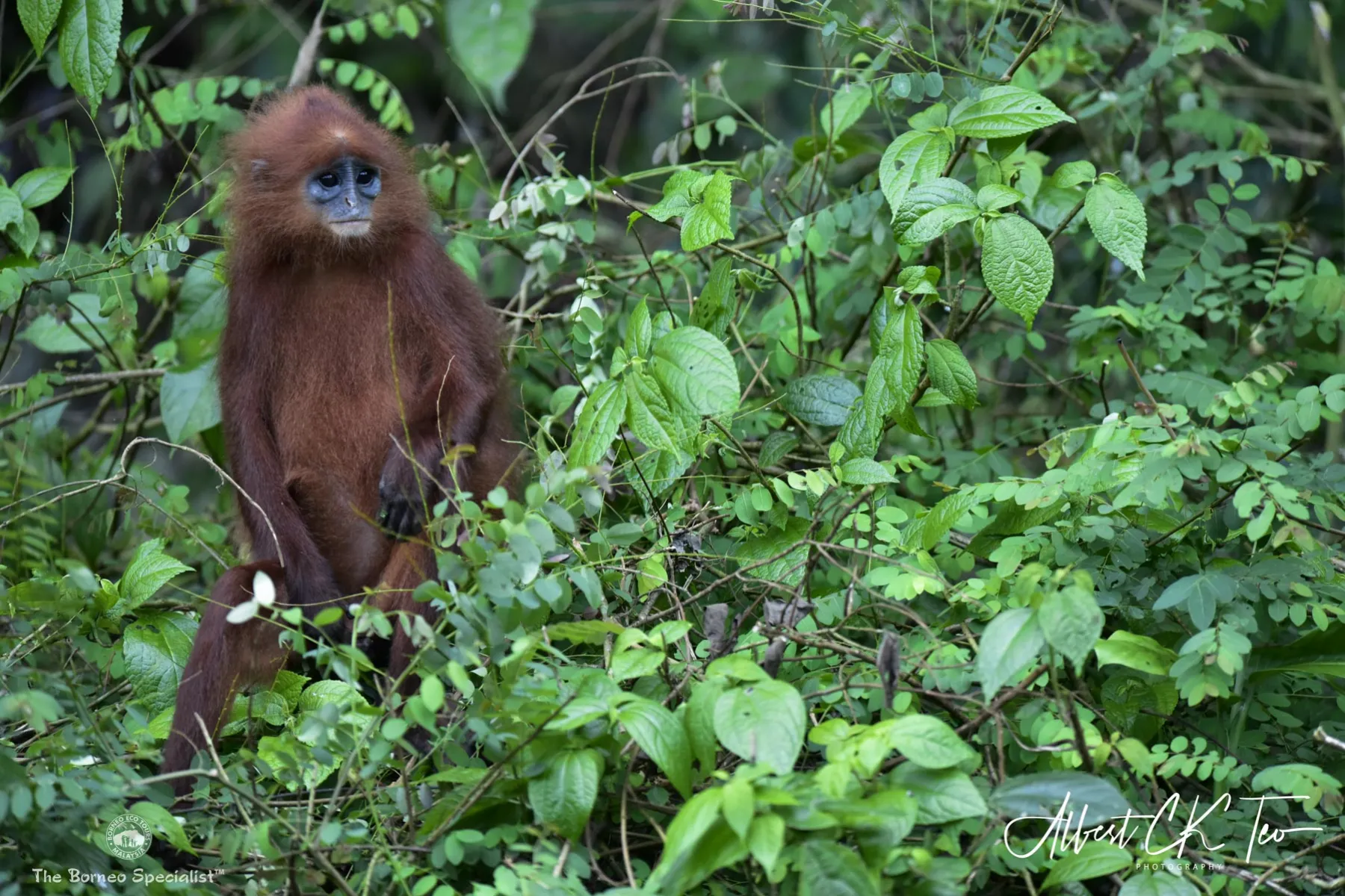 Red leaf langur