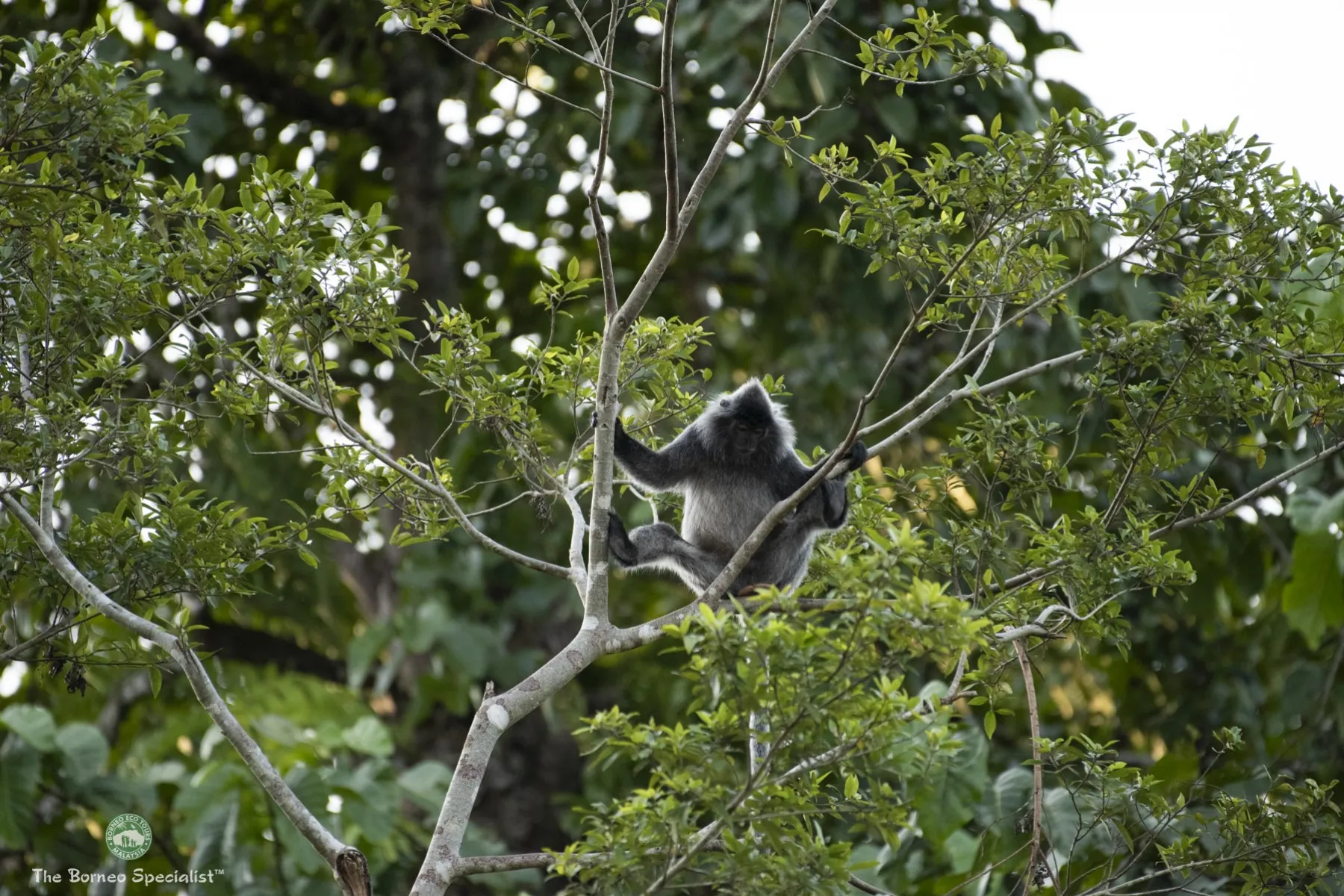 Silver leaf langur