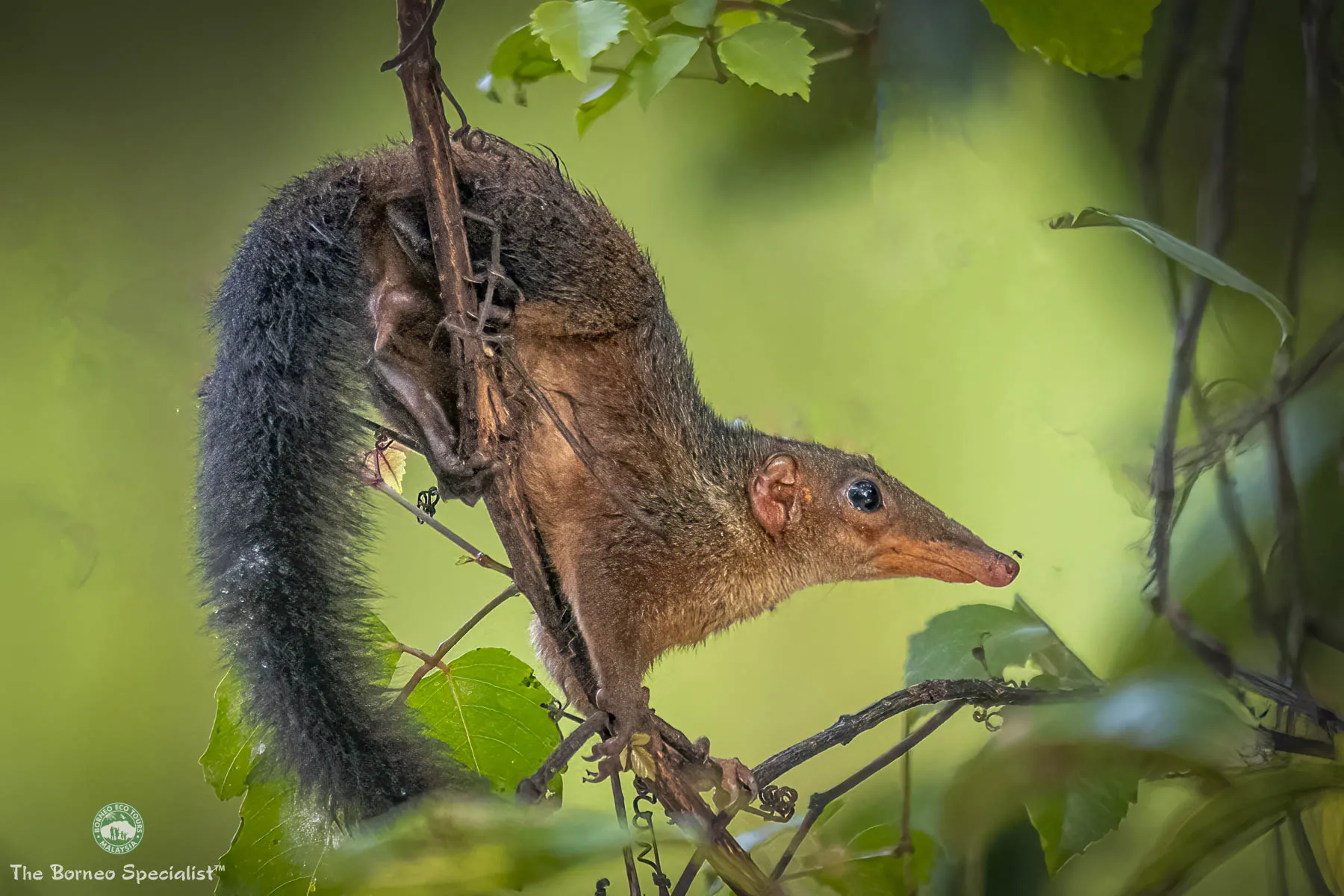 Bornean tree shrew