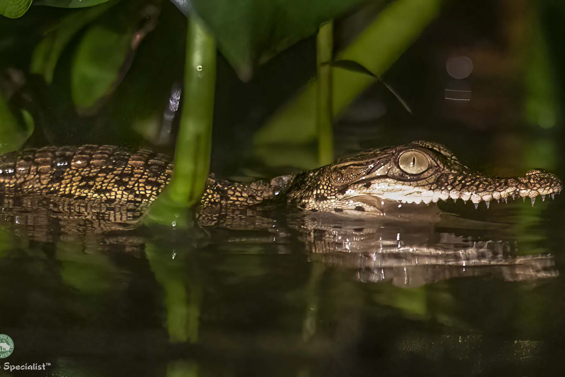 Baby crocodile