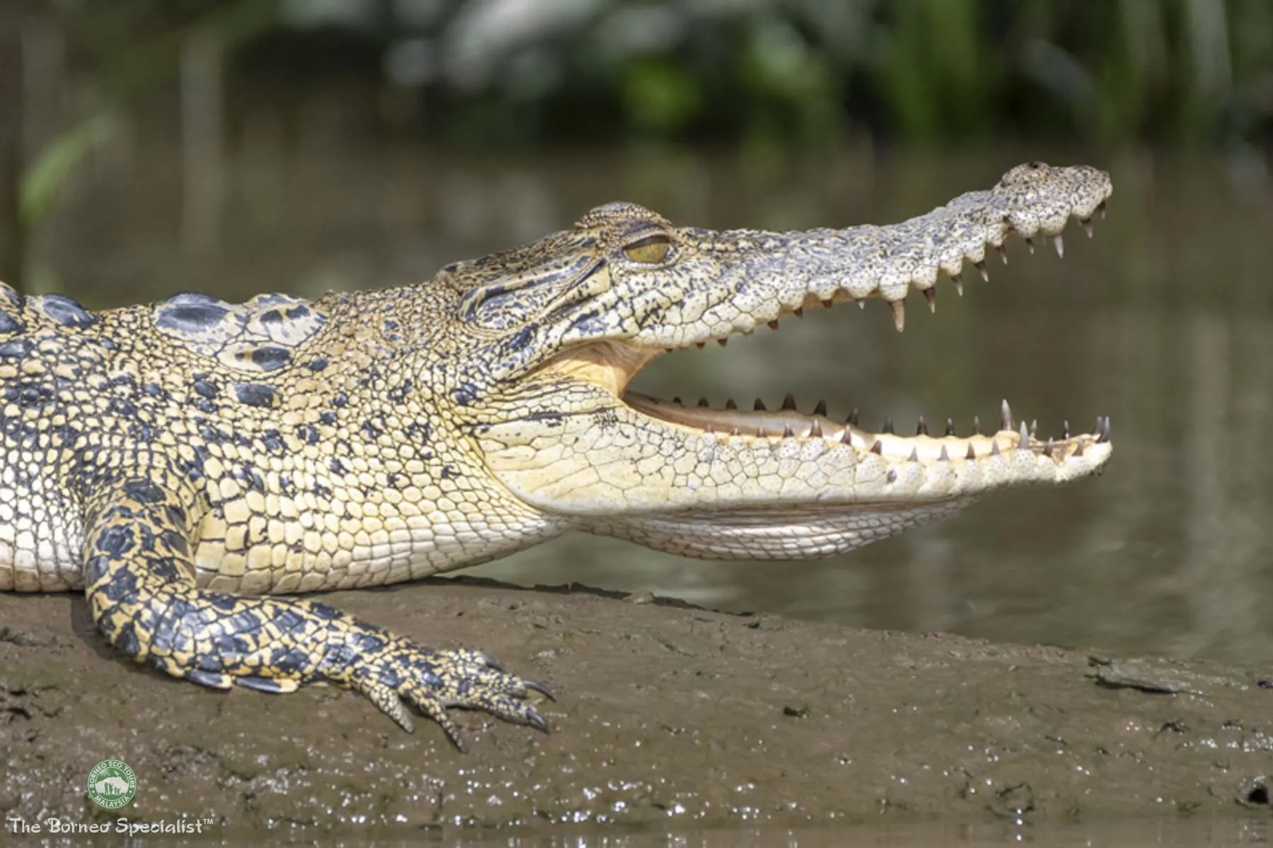 Estuarine crocodile