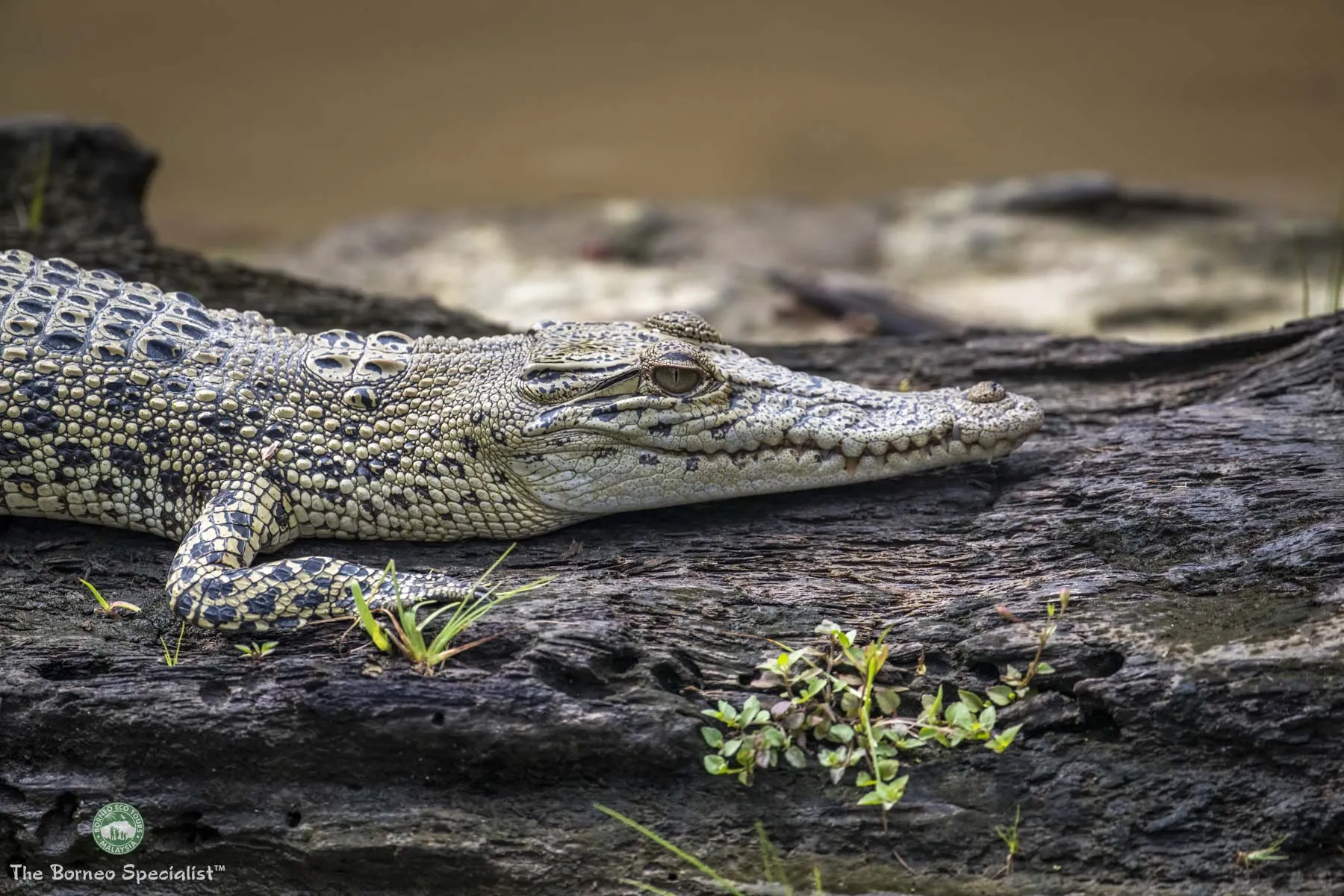 Crocodile