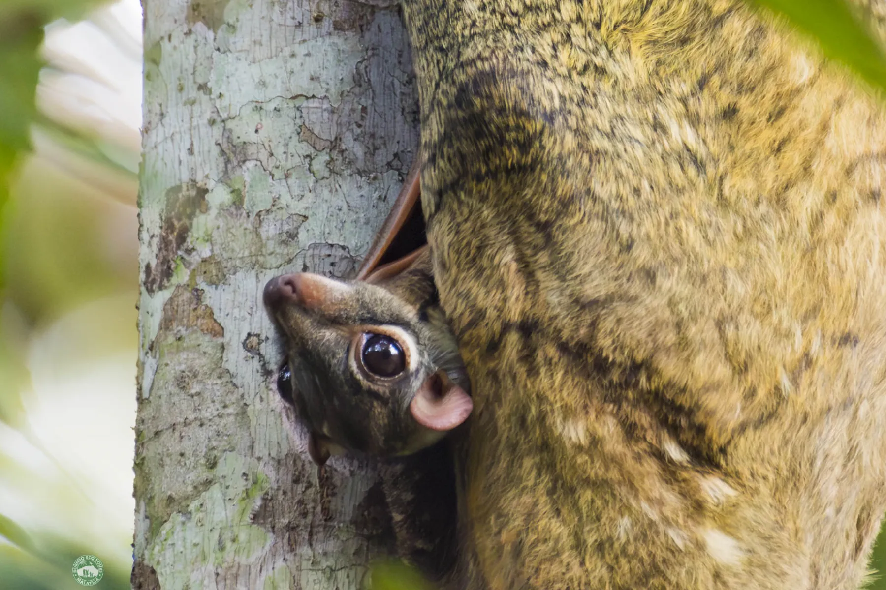 Colugo
