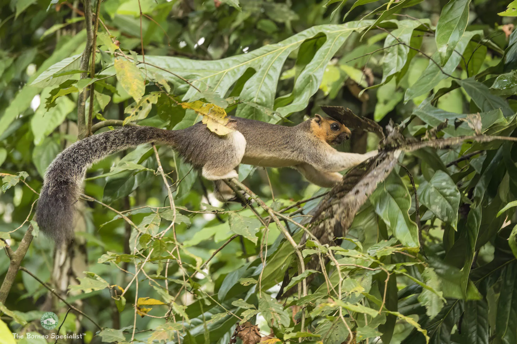 Giant squirrel