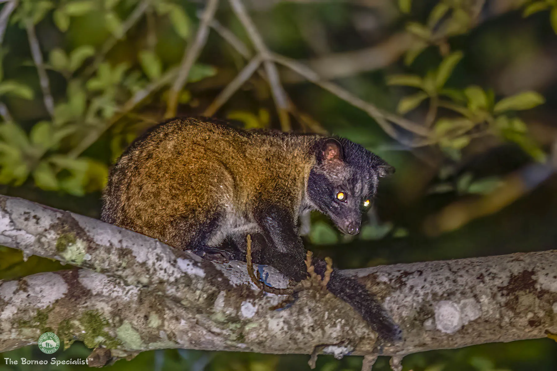 Island Palm Civet