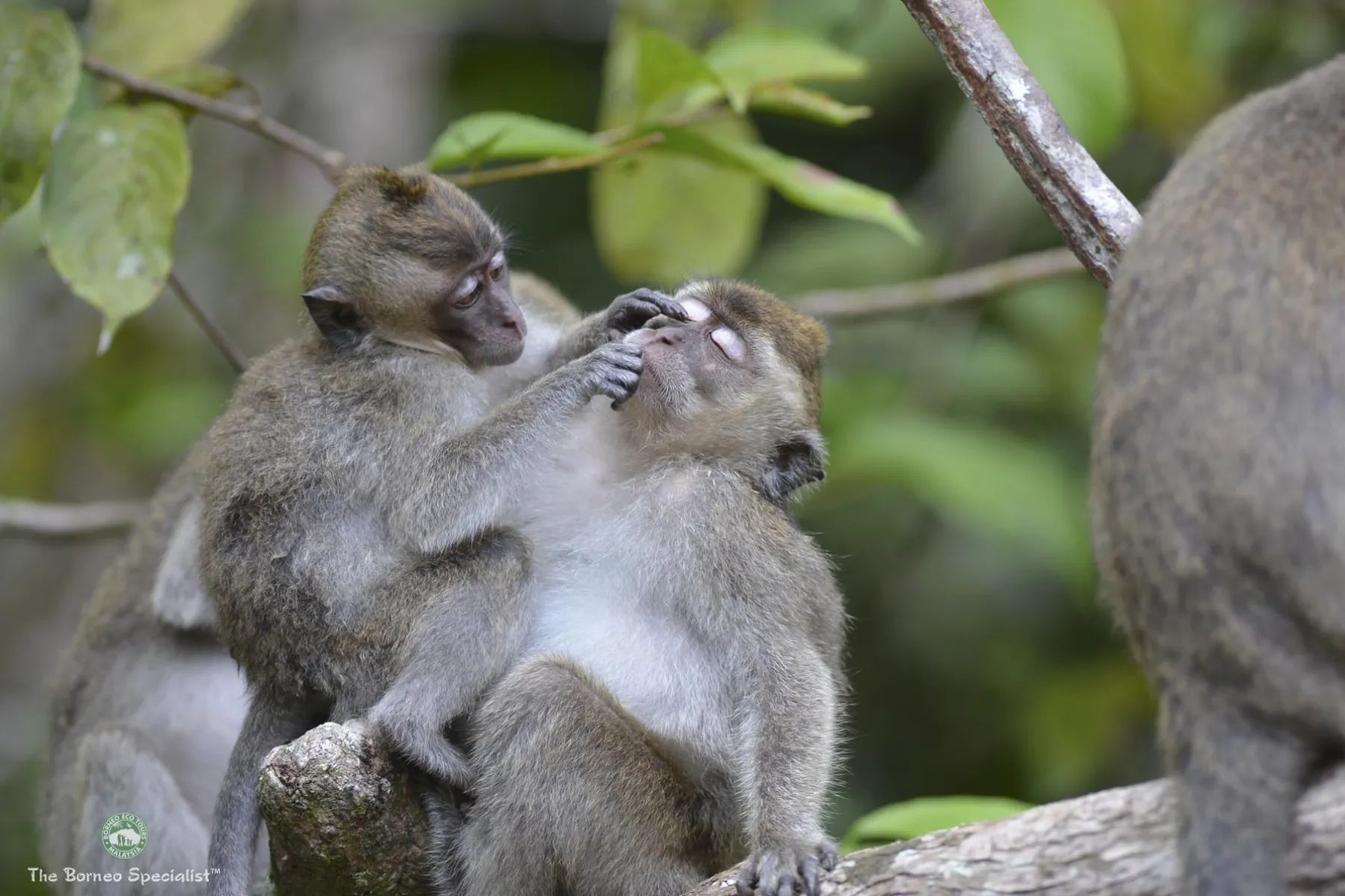 Long-tailed macaque