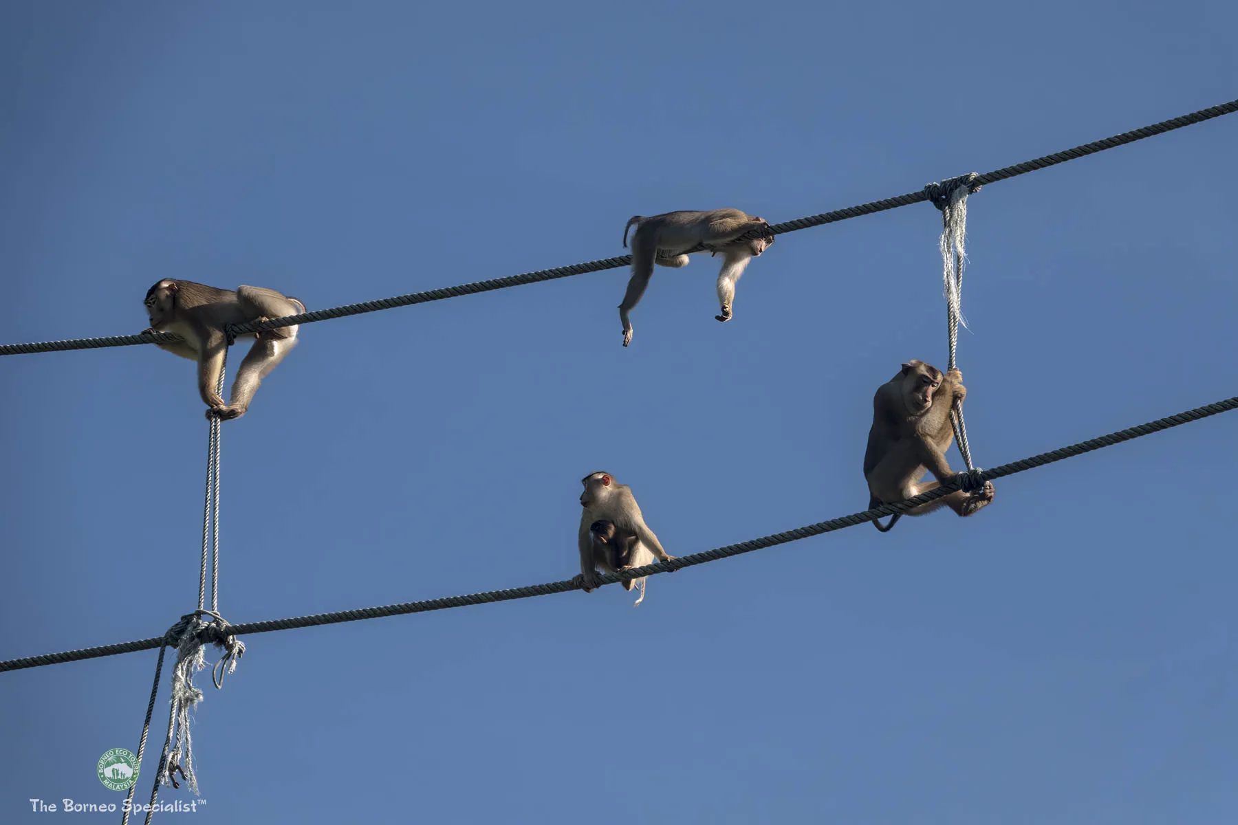 Pig Tailed Macaque