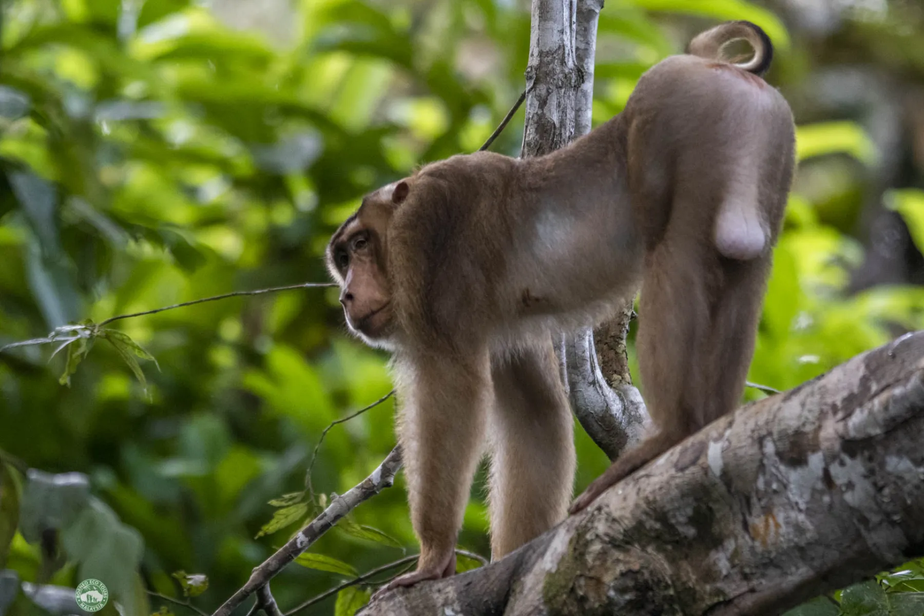 Pig Tailed Macaque