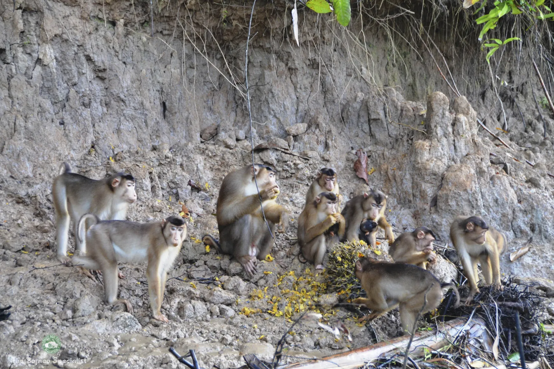 Pig-tailed macaques