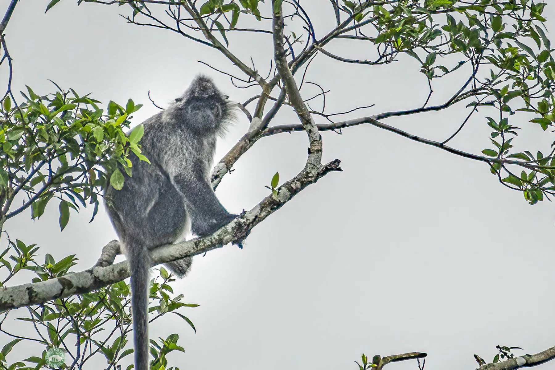 Silver leaf langur