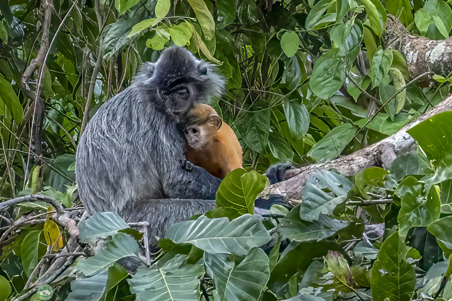 Silver leaf langurs