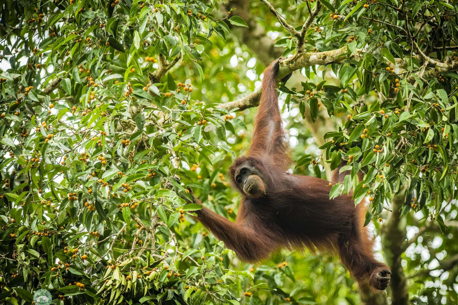 Orang utan feeding on figs at the lodge