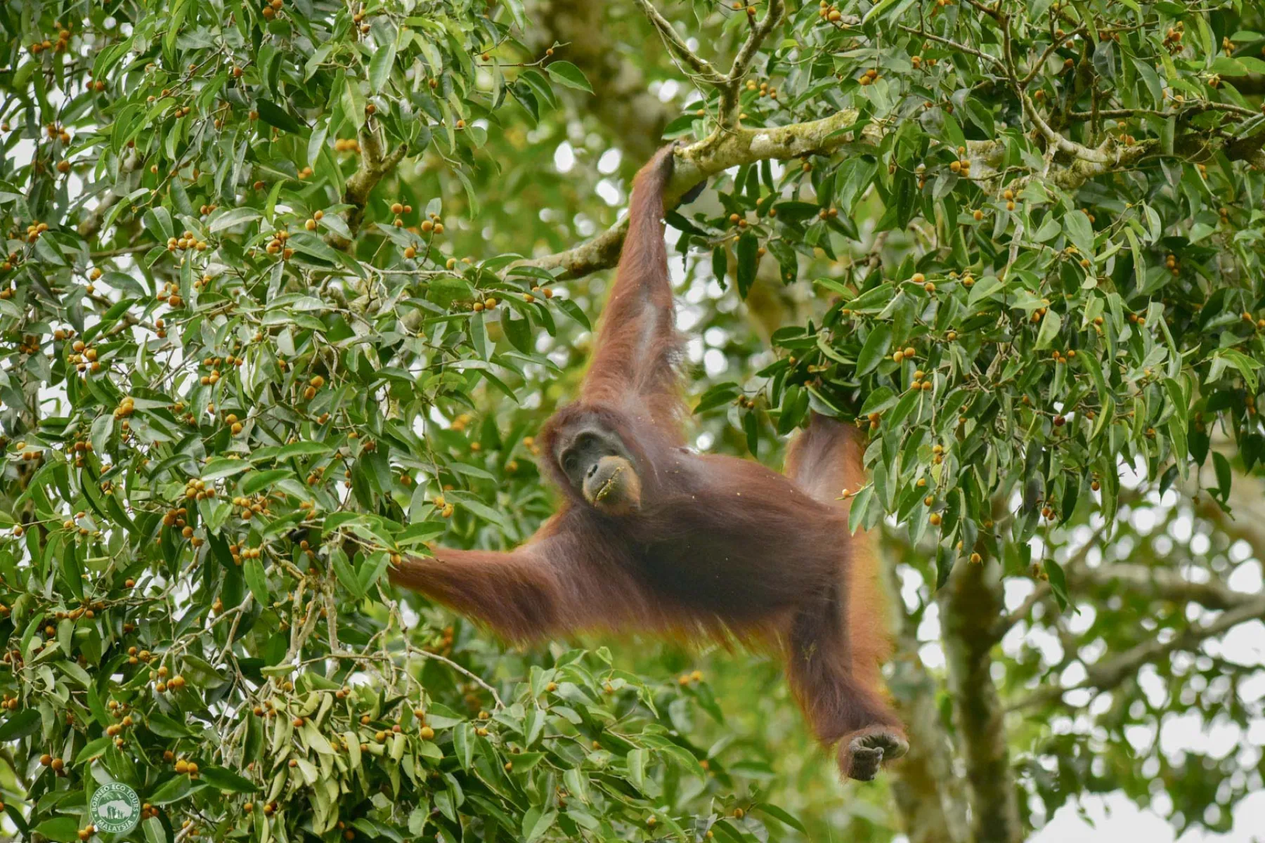 Orang utan Lucky