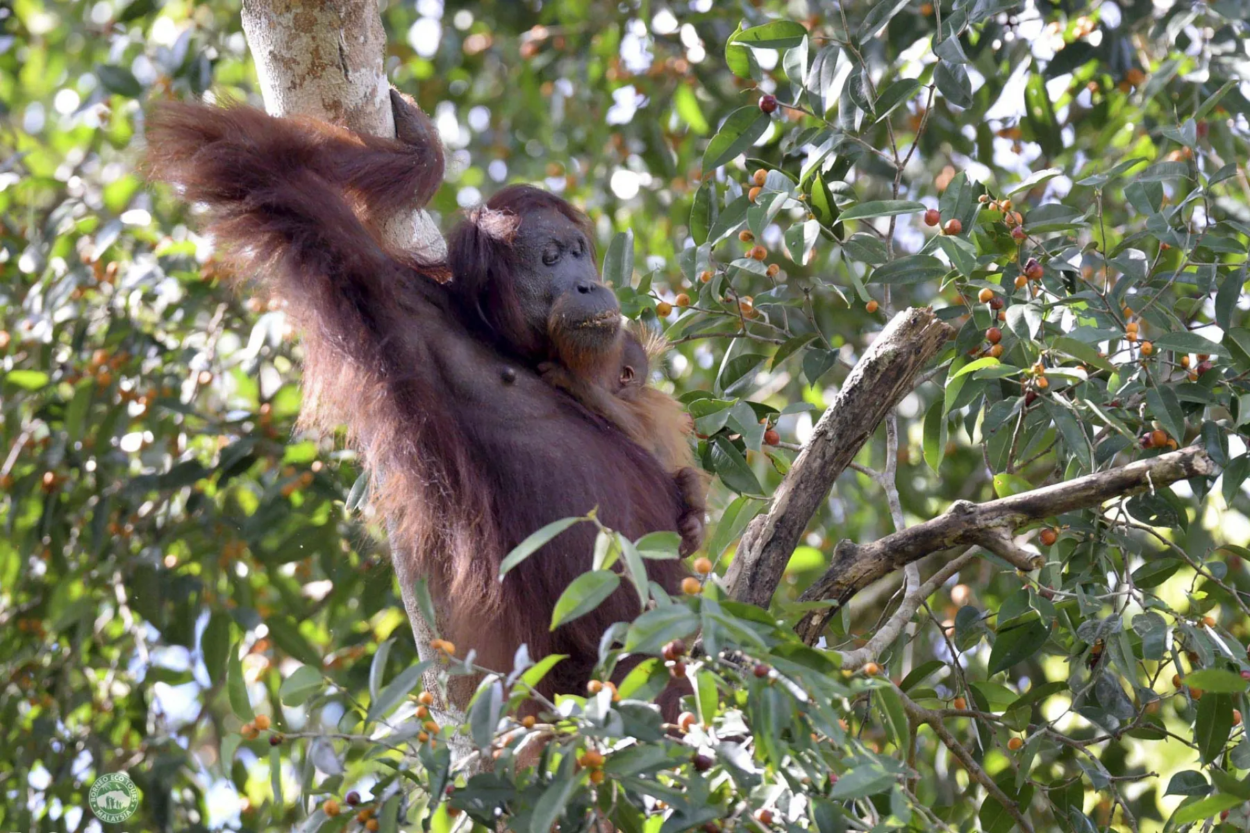 Wild orang utan