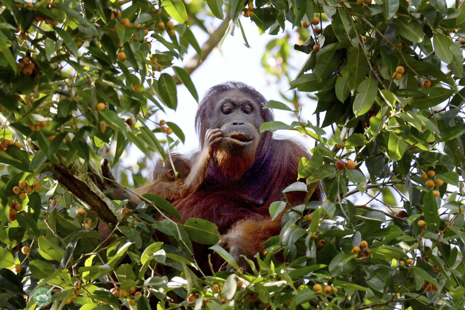 Wild orang utan