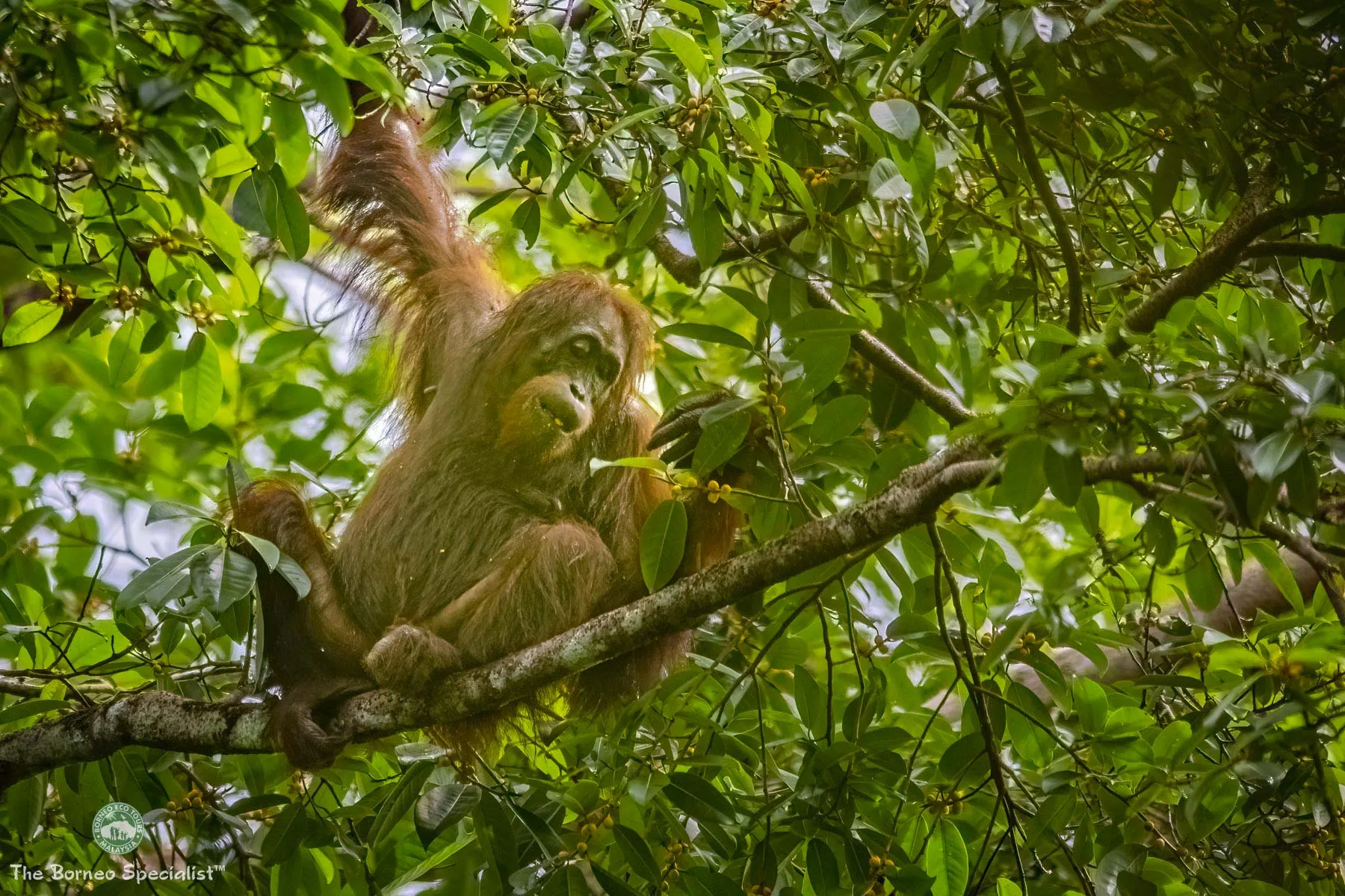 Resident wild orang utan "Lucky"