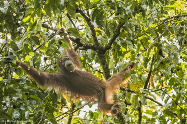 Sabah Rainforest Safari - Day 4