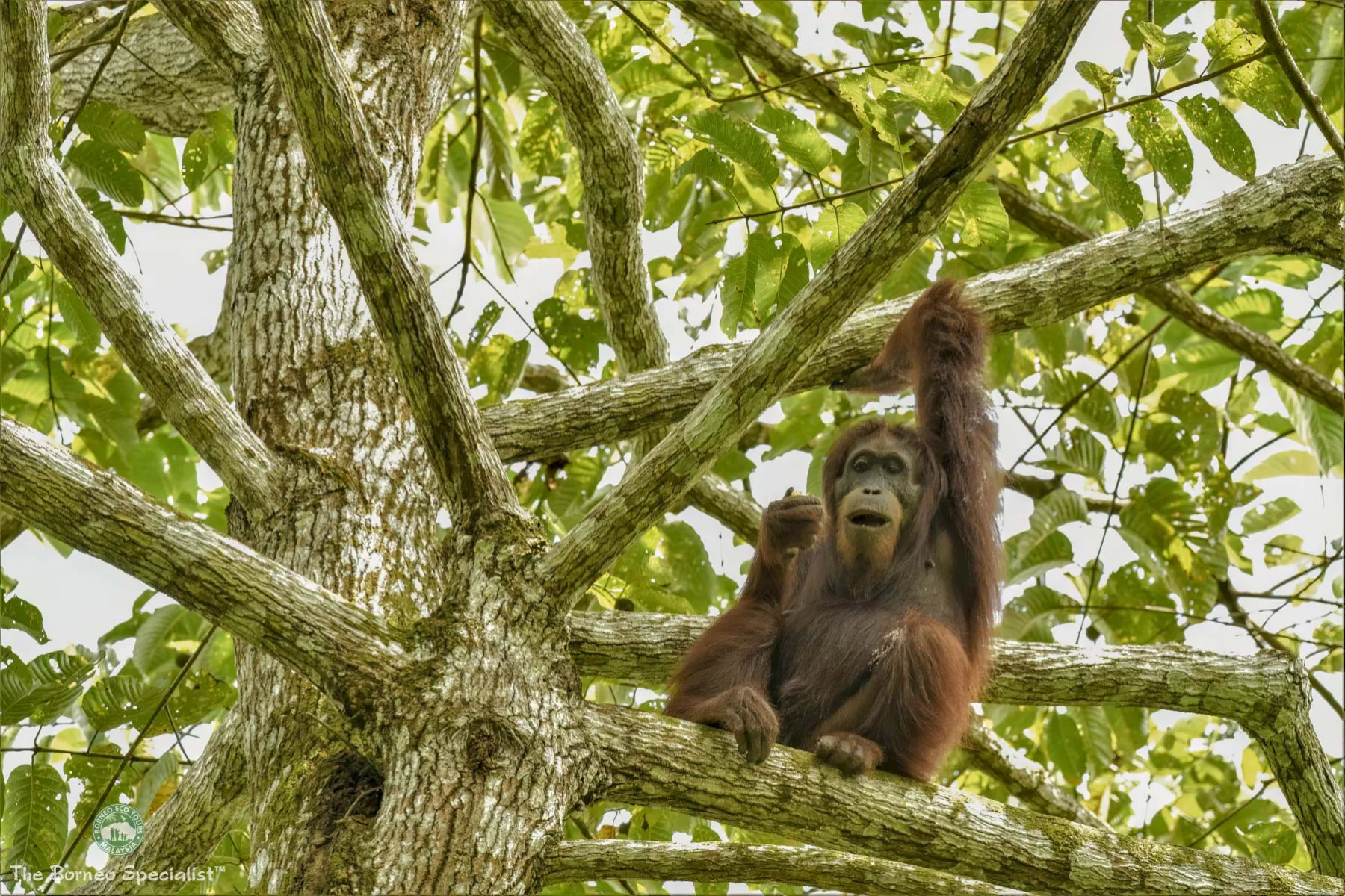 Resident wild orang utan "Lucky"