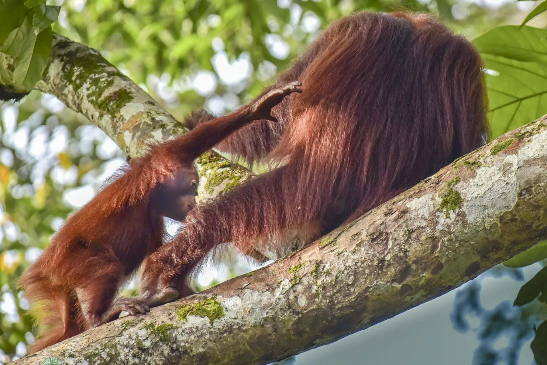 Resident mother and baby "Lucky and Day"