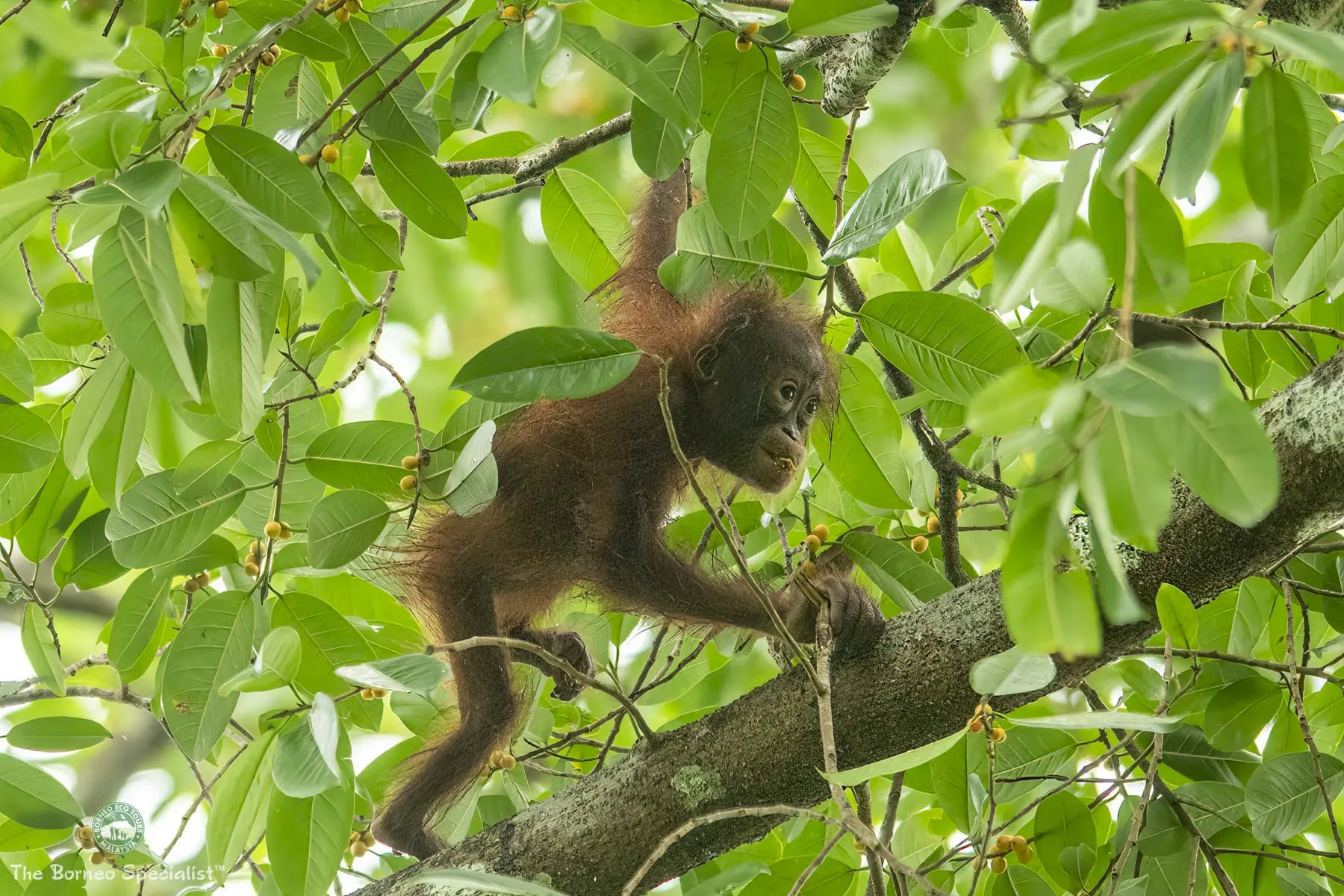 Baby orang utan at the lodge