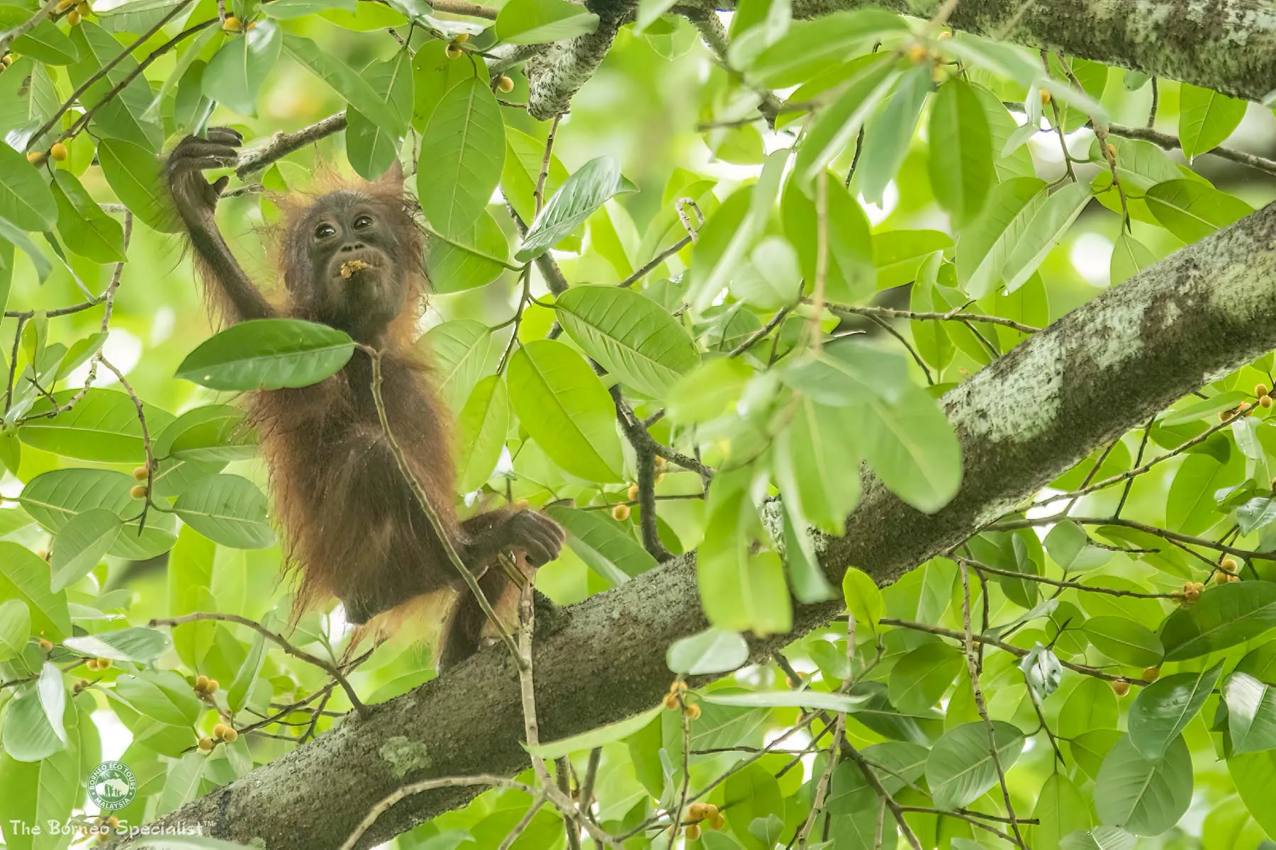 Baby orang utan