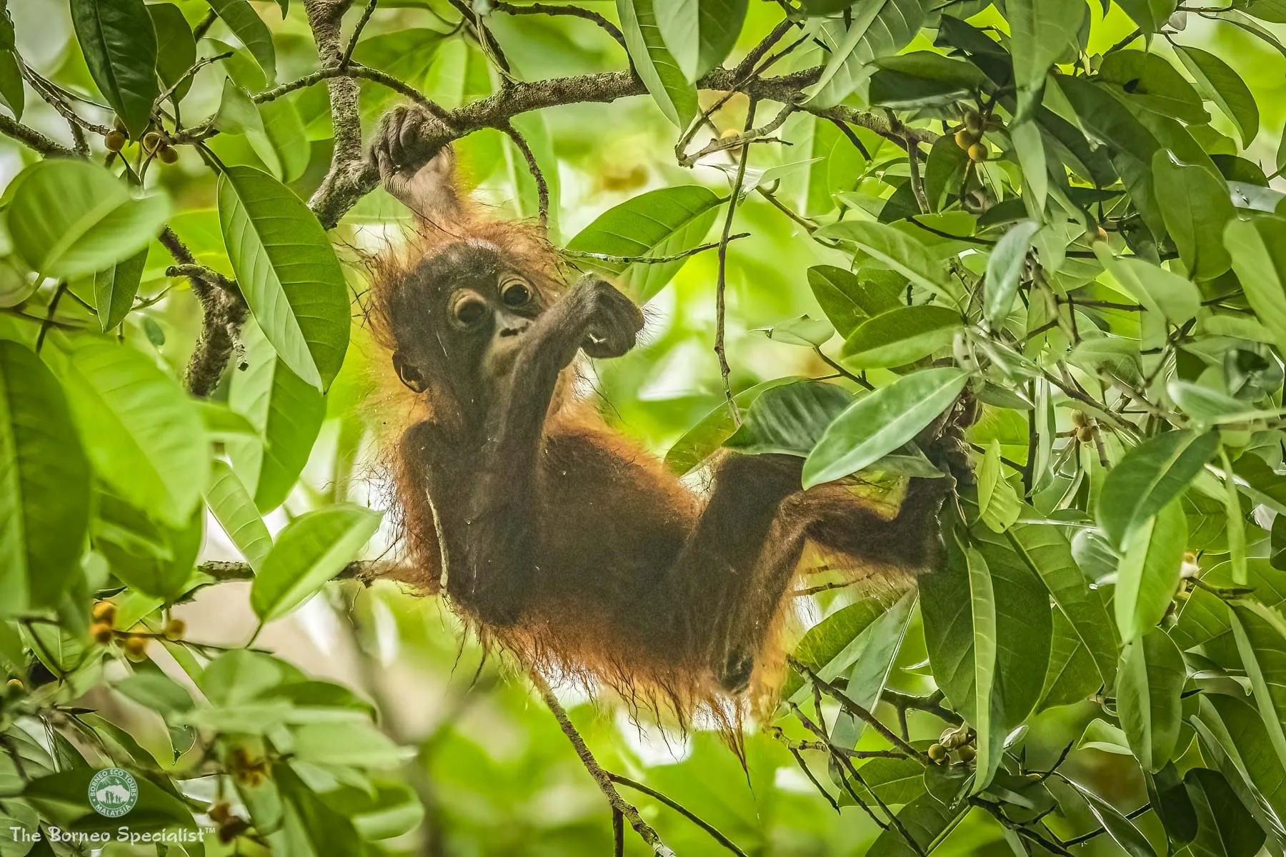Baby orang utan