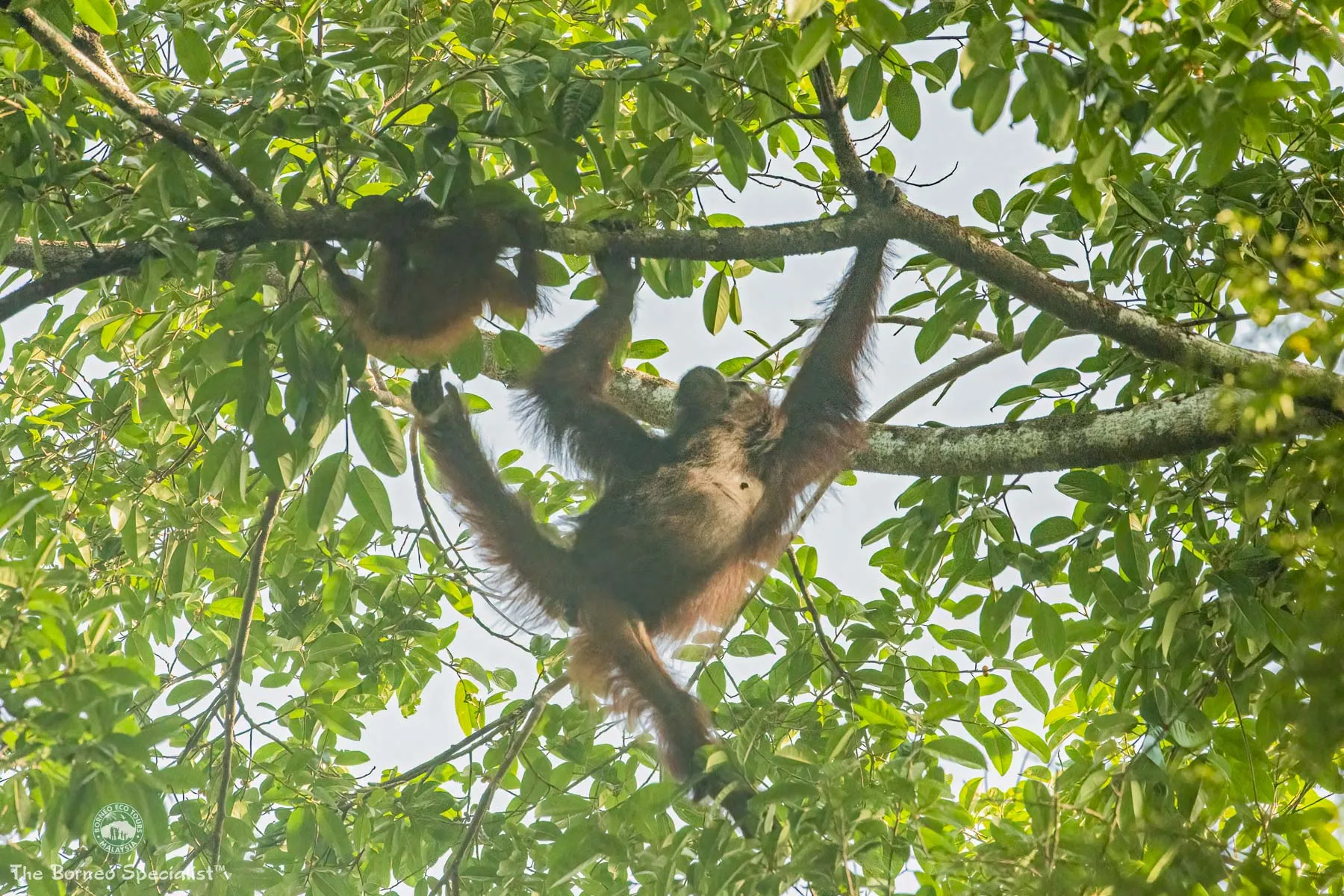 Resident orang utan