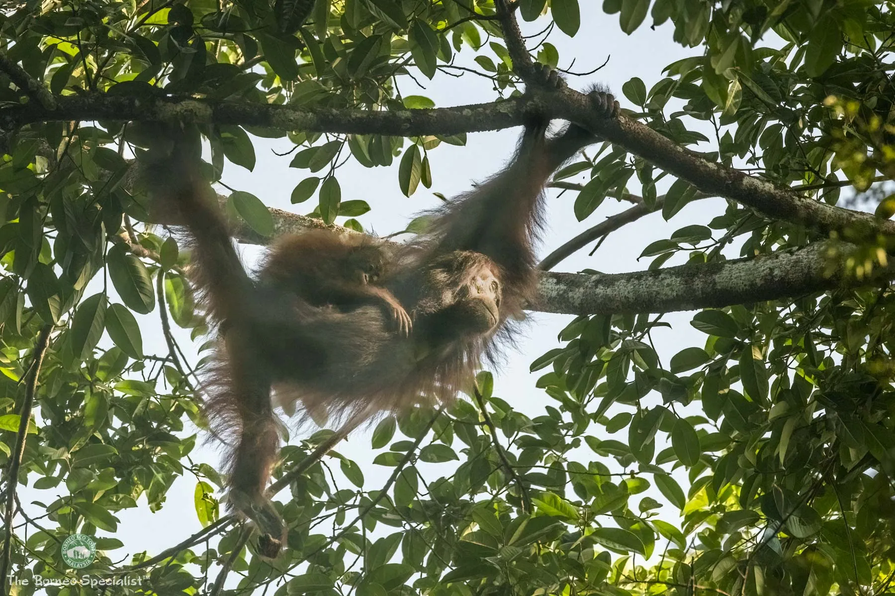 Wild orang utan