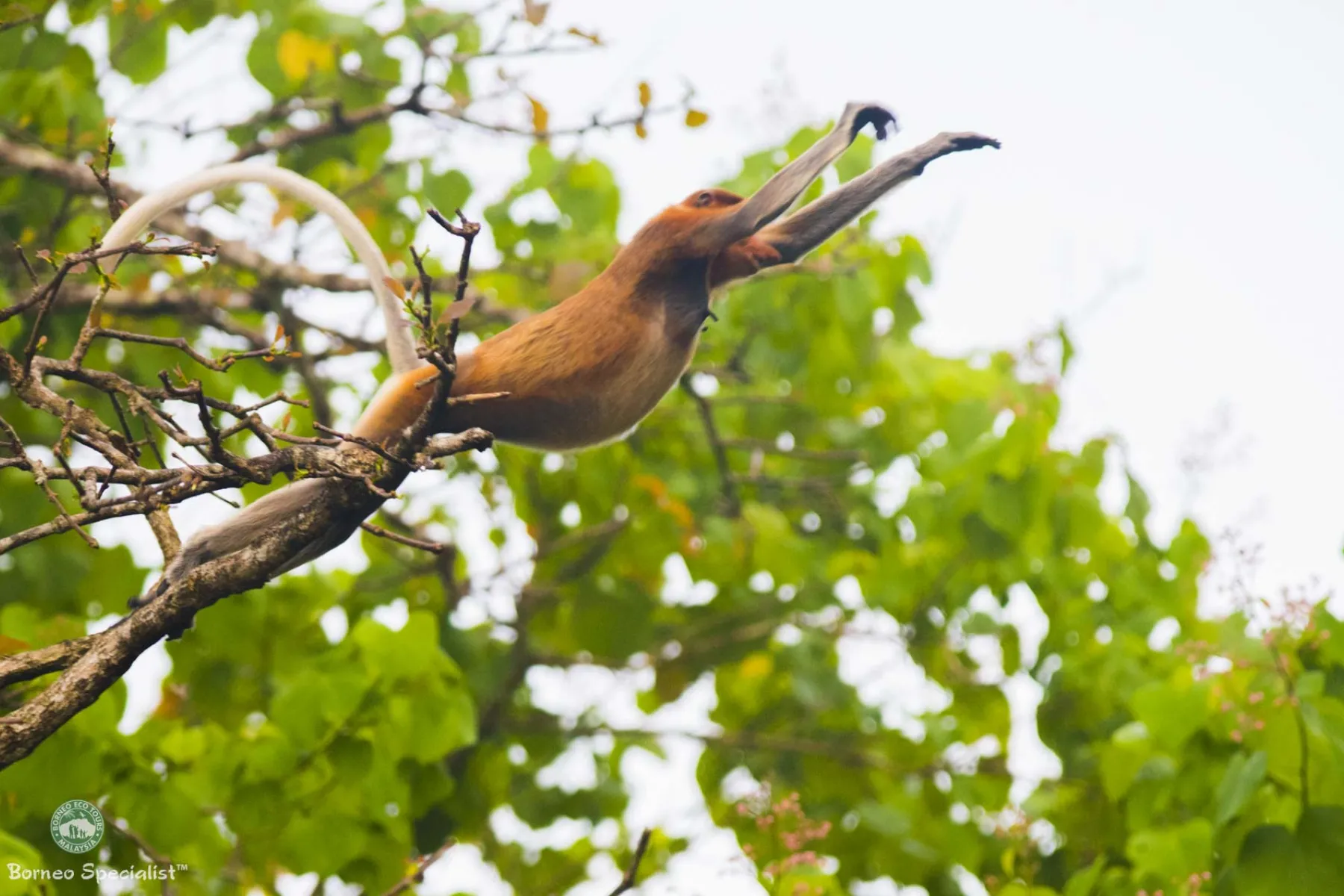Proboscis monkey female