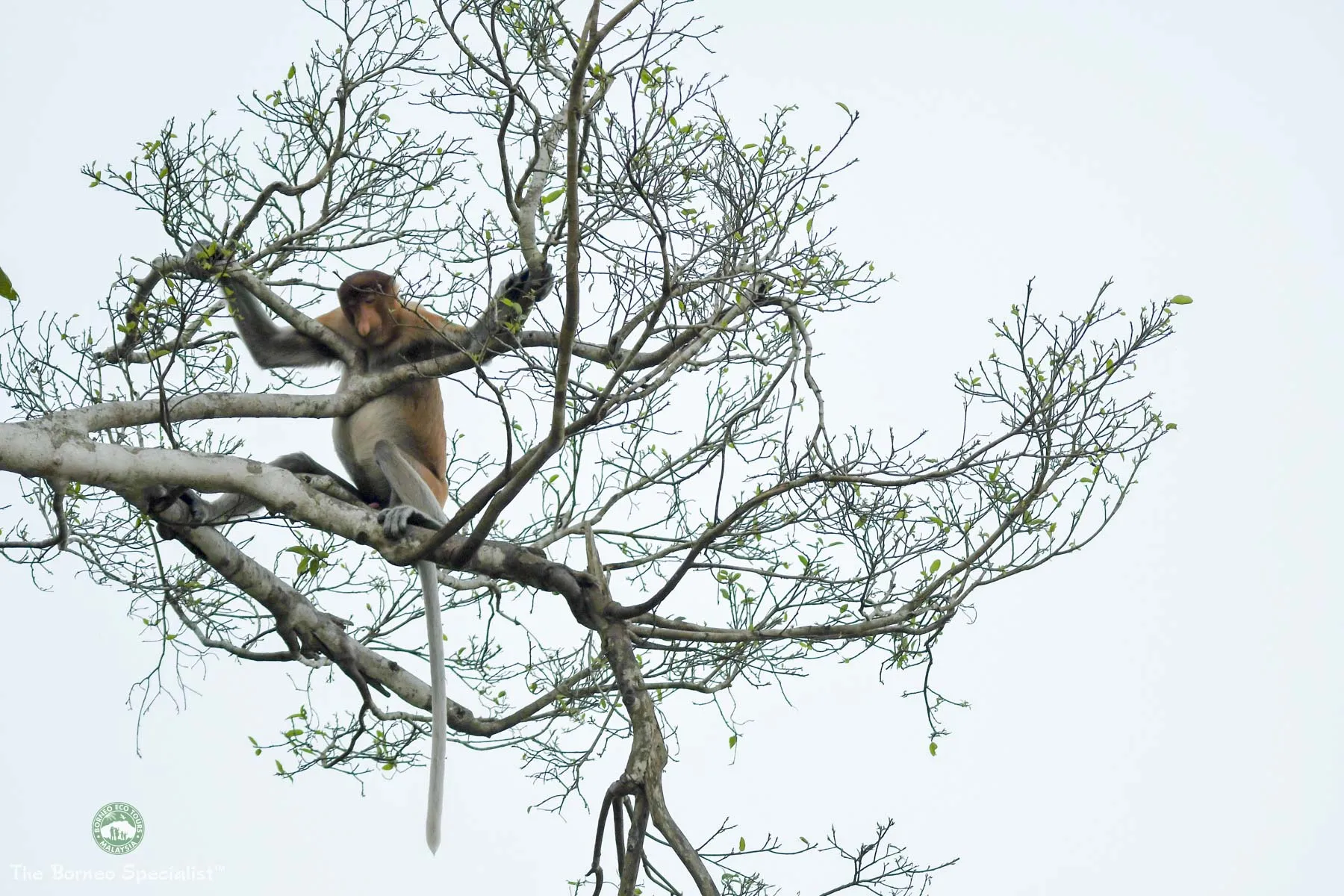 Wildlife viewing