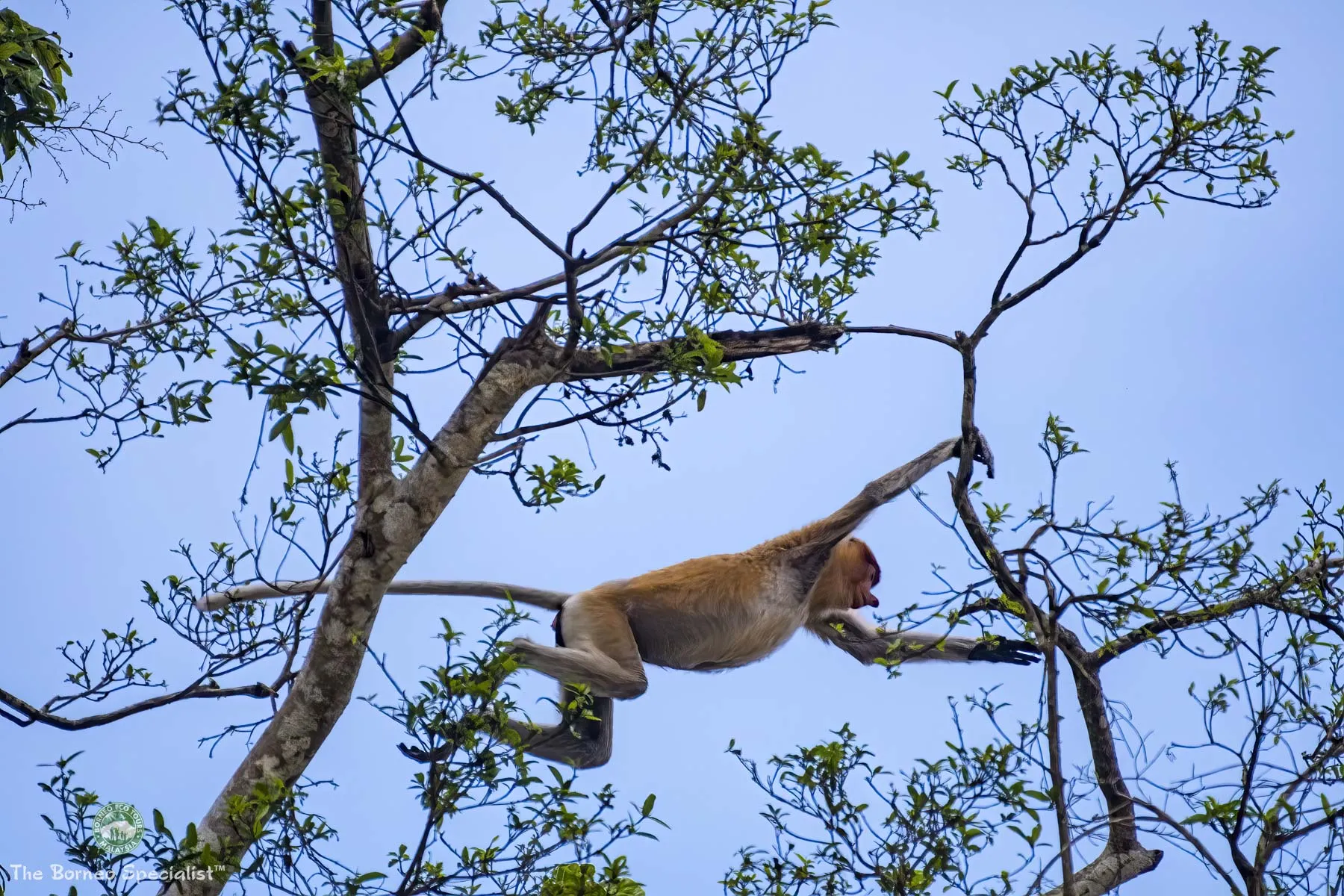Proboscis monkey
