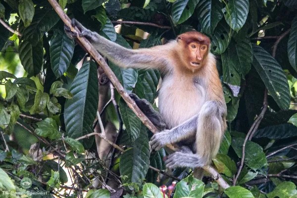 Wonders of Sandakan - Day 1