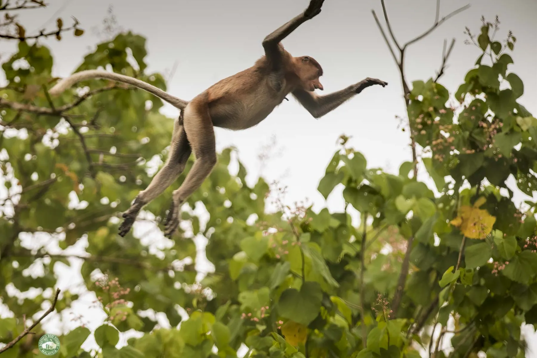 Proboscis monkey