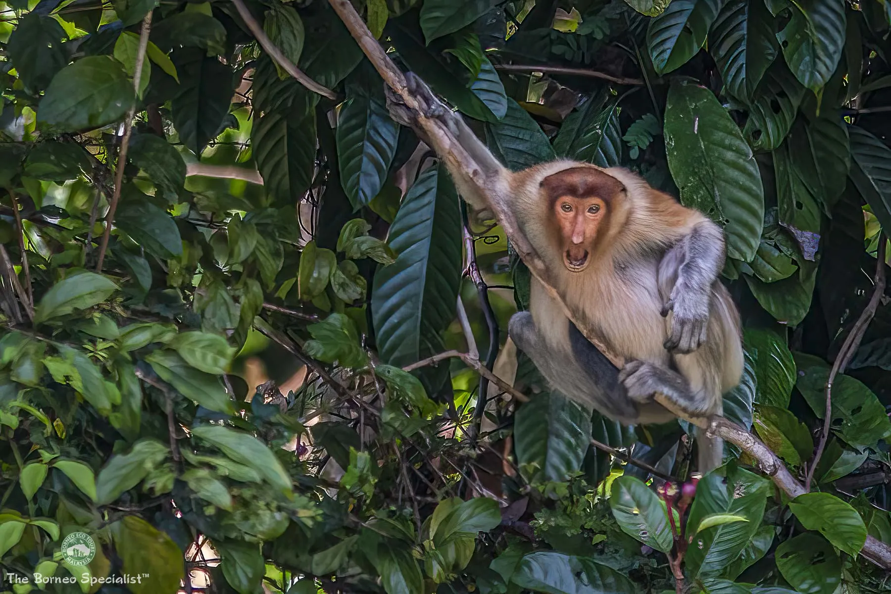 Female proboscis monkey