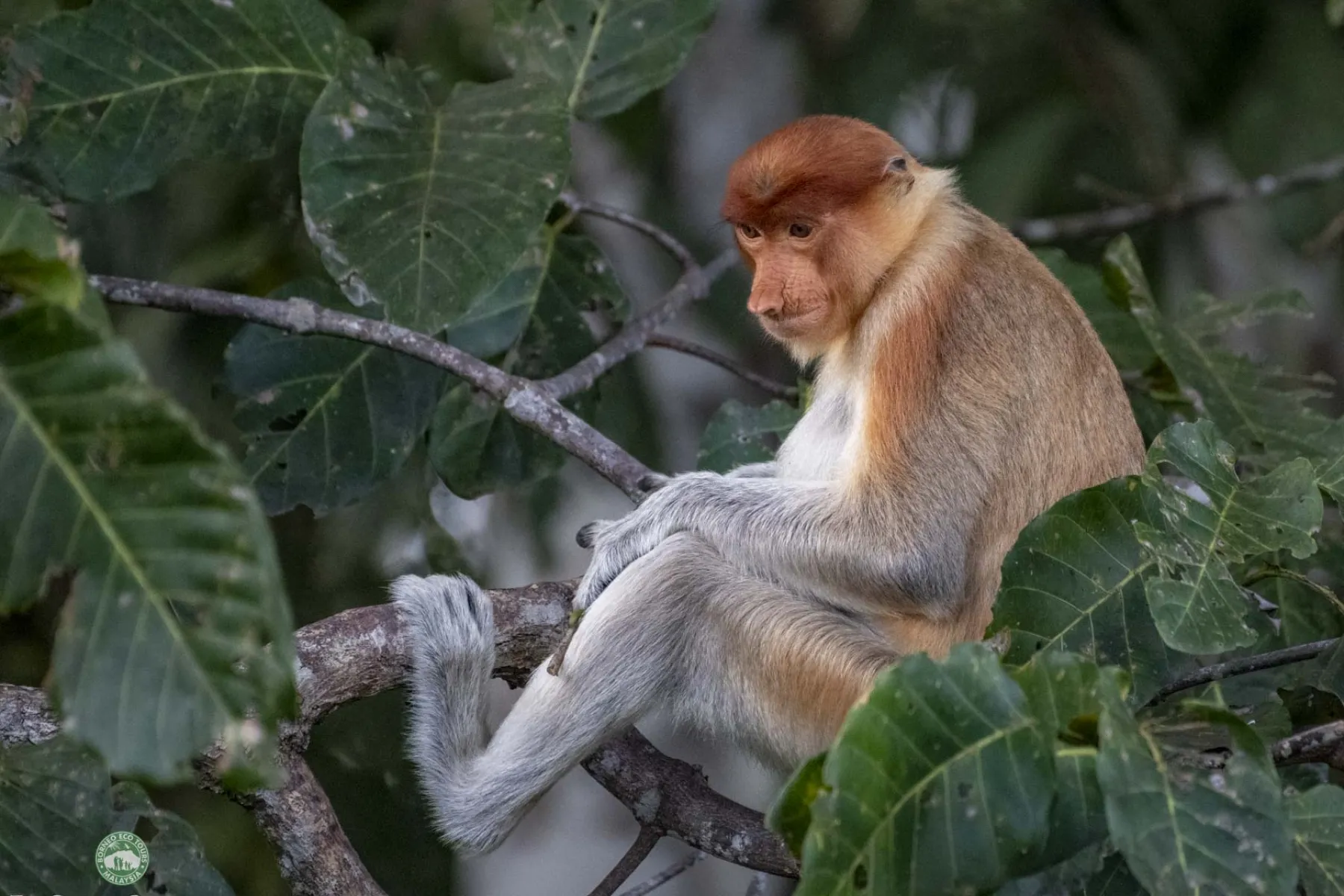 Proboscis monkey