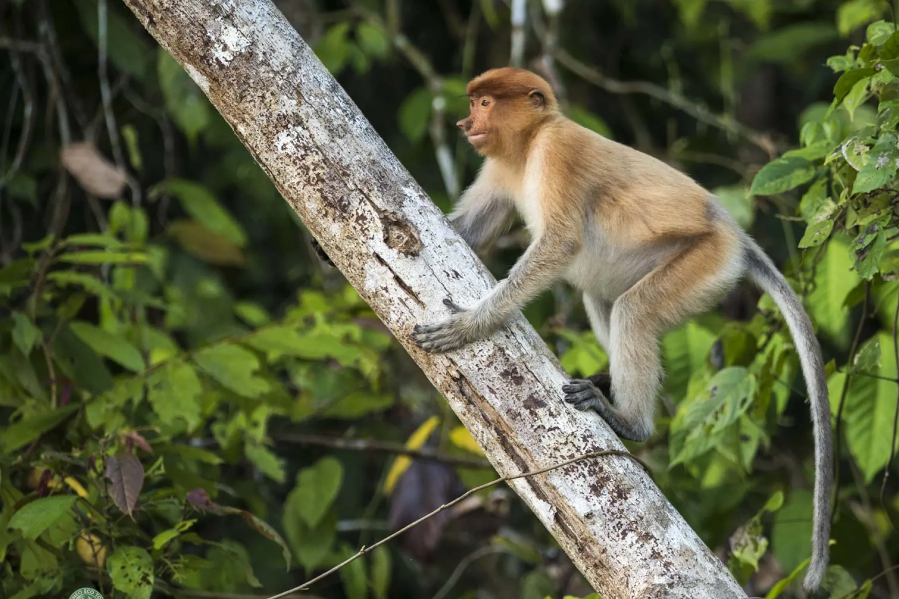 Juvenile proboscis monkey