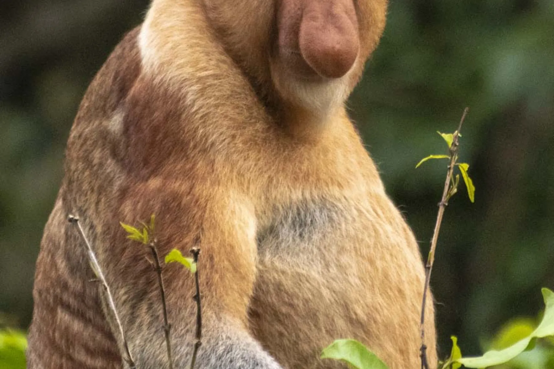 Proboscis Monkey