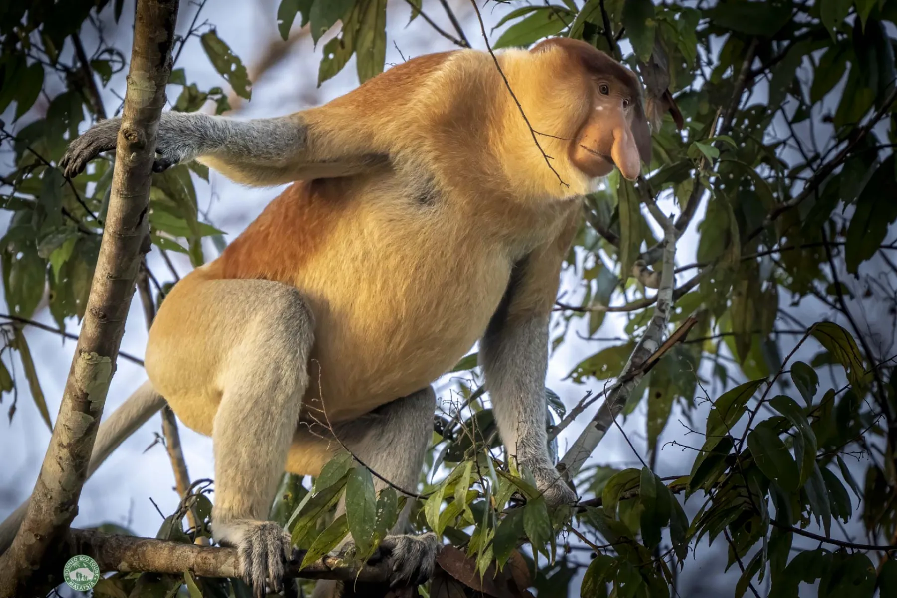 Alpha male proboscis monkey