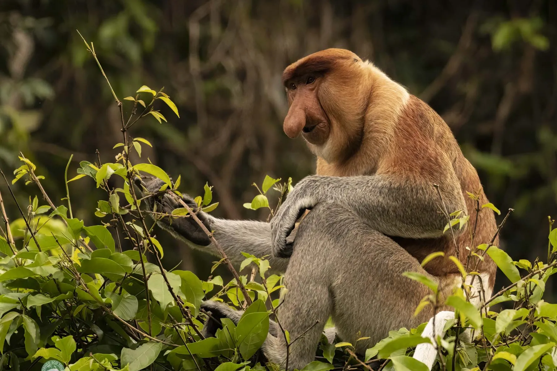 Alpha male proboscis monkey about to leap