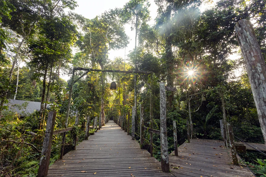 Attenborough Boardwalk