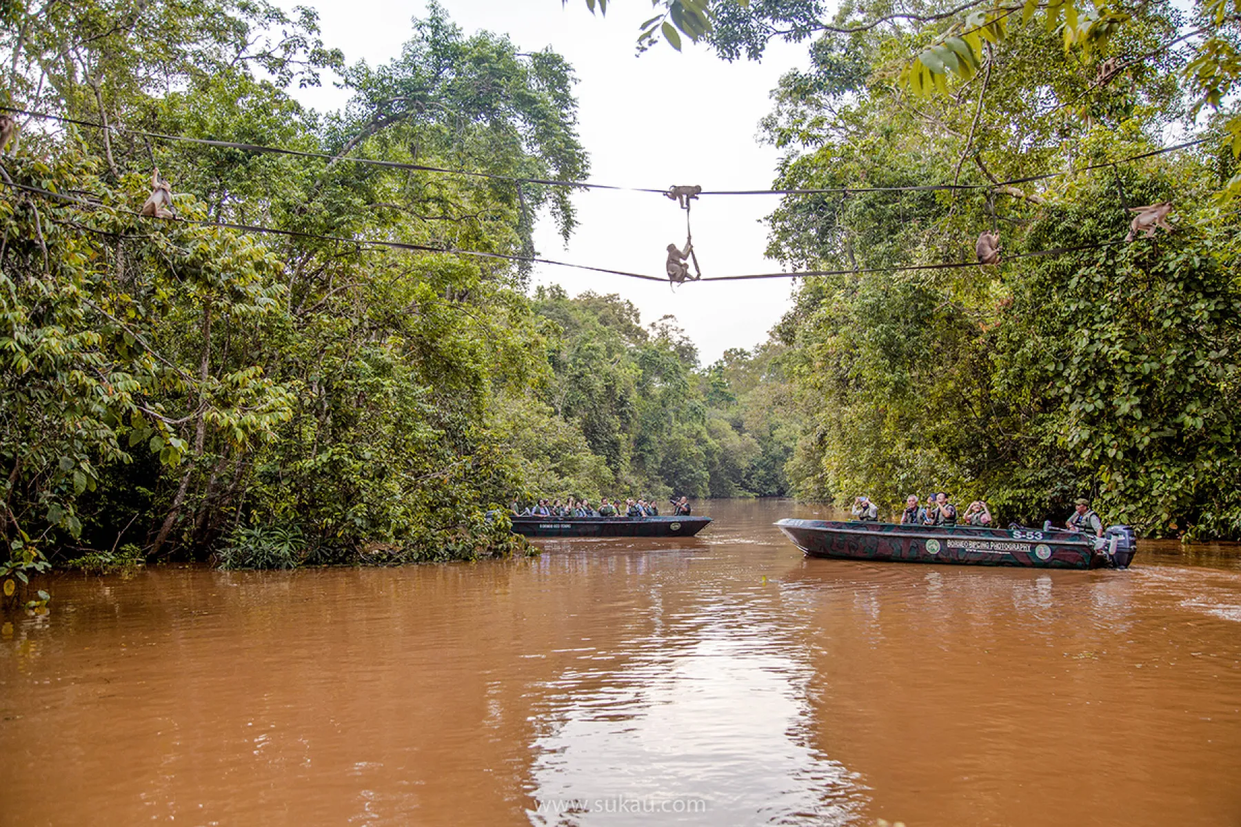 River Cruise on Kinbatangan River