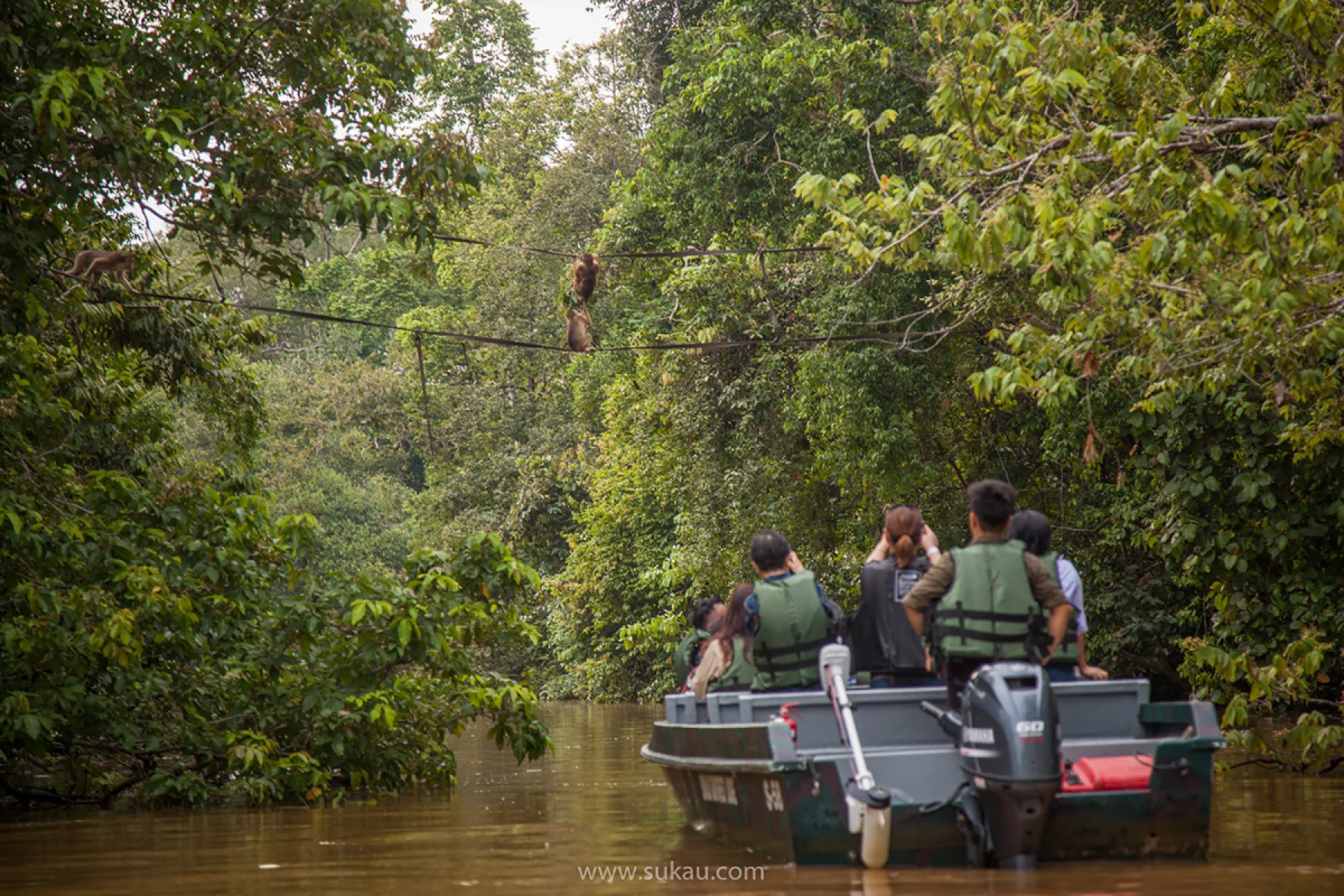 River cruising in Kinabatangan