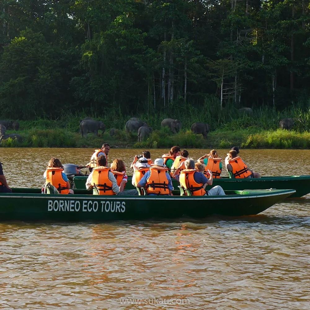 Things To Do - Wildlife River Safari in Sukau