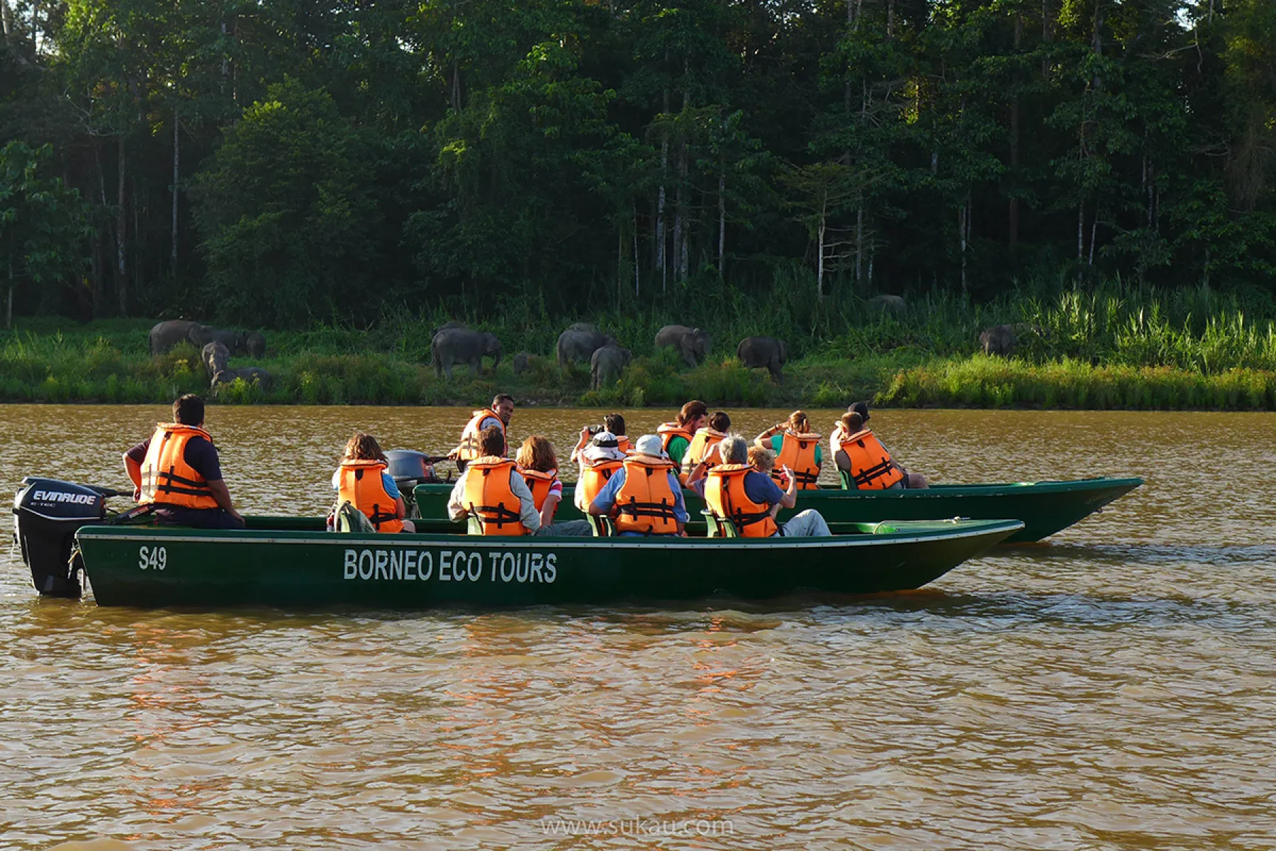 Wildlife Viewing cruise