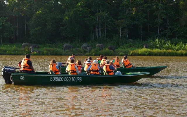 Wildlife River Safari in Sukau