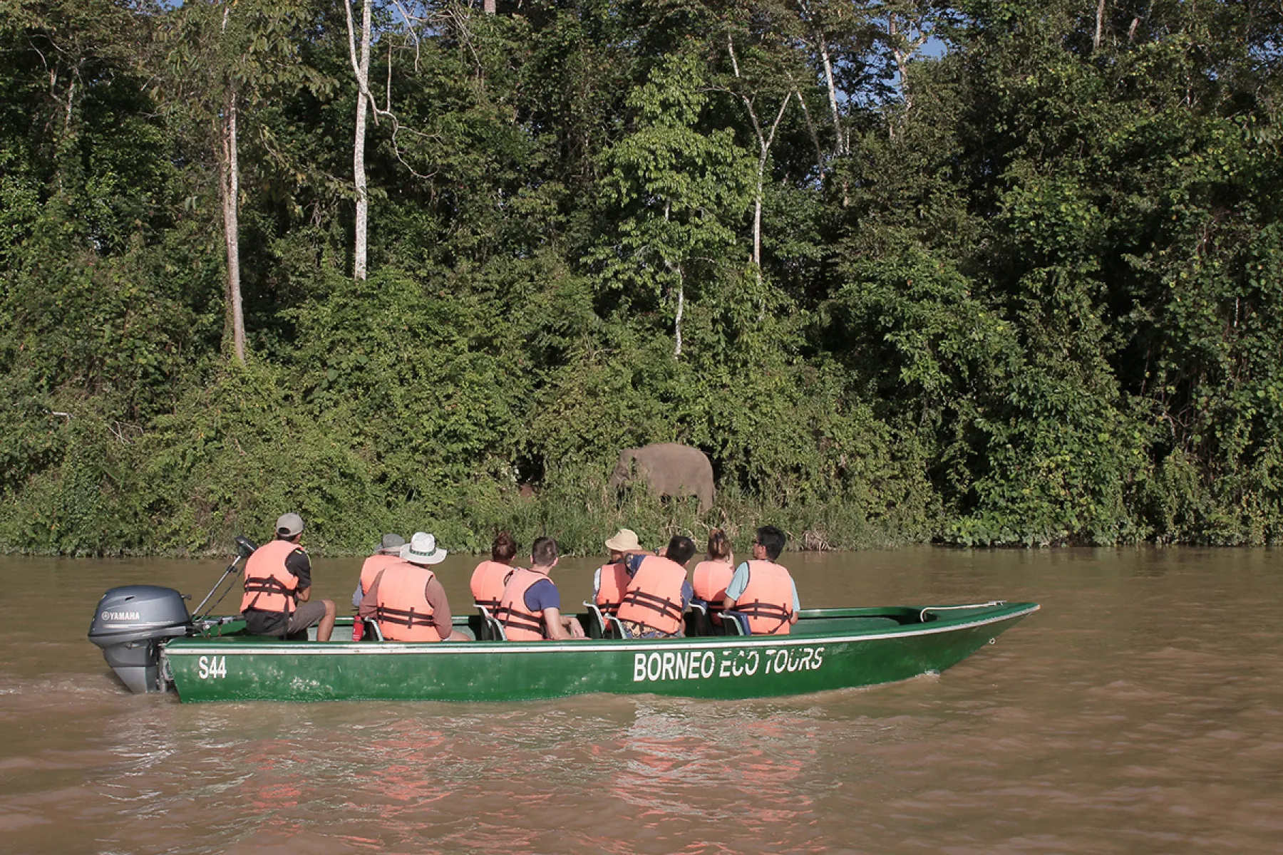 In search of Bornean pygmy elephant